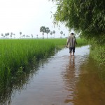 Sovann dans les rizières de son village.